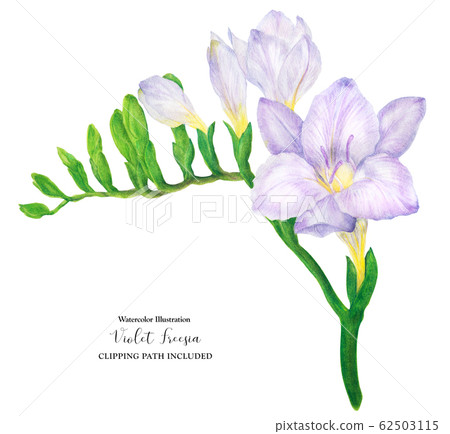 Fresh delocate violet Freesia branch Fresh delocate violet Freesia branch 62503115