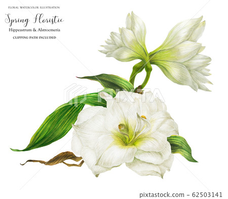 Bridal corsage bouquet with white hippeastrum 62503141