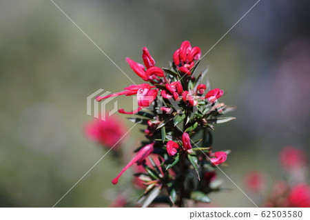 Grevillea 'Pygmy Dancer' Grevillea 'Pygmy Dancer' 62503580