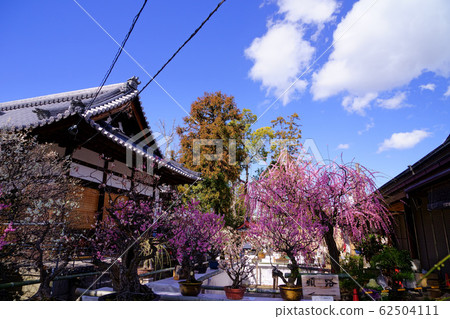 Sugawara Tenmangu Shrine, Spring Visit-1 Sugawara Tenmangu Shrine, Spring Visit-1 62504111