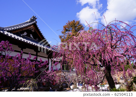Sugawara Tenmangu Shrine, Spring Visit-2 Sugawara Tenmangu Shrine, Spring Visit-2 62504113