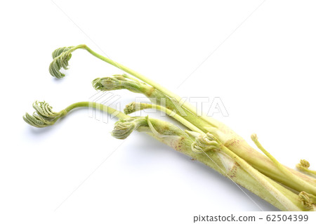 Mountain Udo 62504399