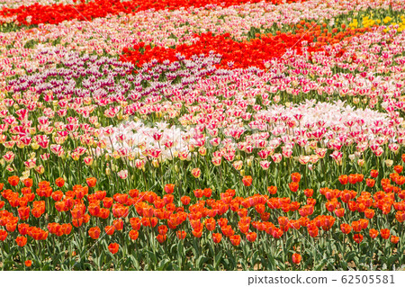 Filed of red yellow tulips 62505581