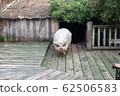 Pig  62506583