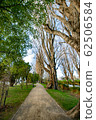 Tree trees 62506584