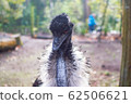 goose 62506621