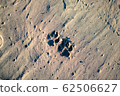 Dog footprint 62506627
