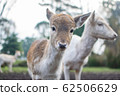A deer 62506629
