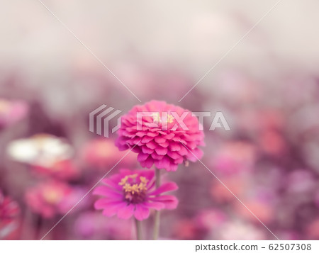 Close up cute lively Zinnia pink, red, yellow, orange colorful flowers in blossom garden. Weather is refreshing in the summer morning. In love in Valentine's day use for card background. Vintage film. Close up cute lively Zinnia pink, red, yellow, orange colorful flowers in blossom garden. Weather is refreshing in the summer morning. In love in Valentine's day use for card background. Vintage film. 62507308