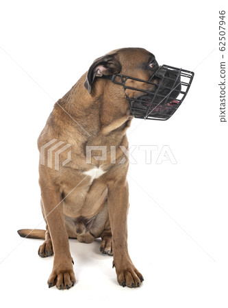 cane corso and muzzle 62507946