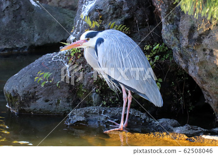 Gray Heron / Kiyosumi Garden Gray Heron / Kiyosumi Garden 62508046