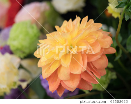 Dahlia flower Dahlia flower 62508623