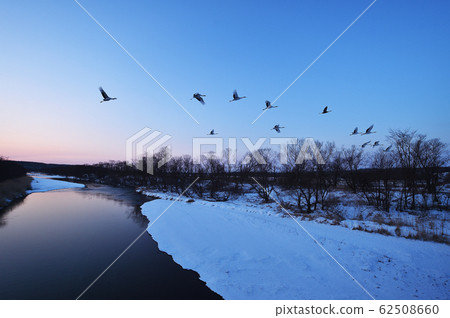 Crawling mixed with roosting cranes (Tsurui, Hokkaido) 62508660