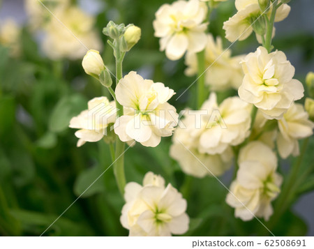 Stock flowers 62508691