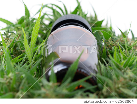 cannabis with cannabidiol extract isolated on 62508804