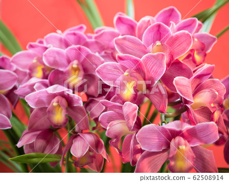 Cymbidium 62508914