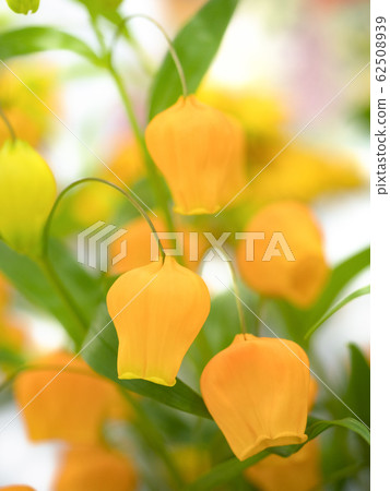 Thunder sonia 62508939