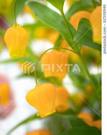 Thunder sonia 62508940