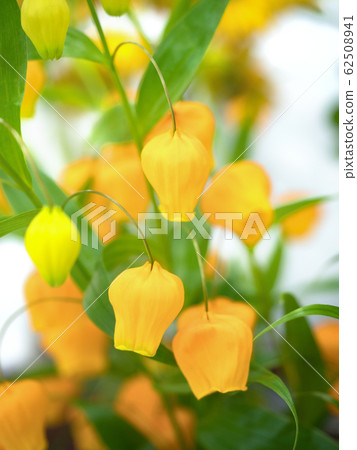 Thunder sonia 62508941