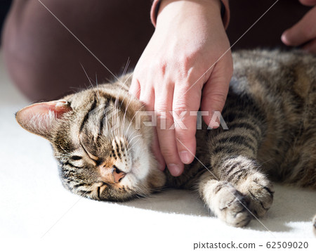 家貓放鬆 62509020