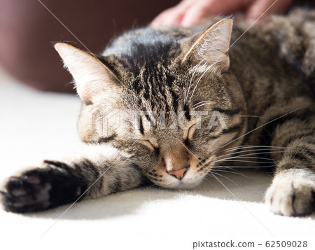 Domestic cat relaxing Domestic cat relaxing 62509028