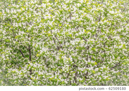 White flowers blooming bird cherry. 62509180