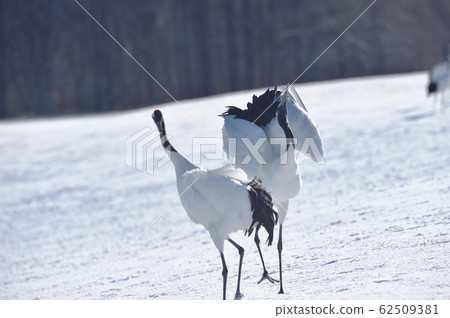 Cranes dancing with two (Hokkaido, Tsurui) 62509381