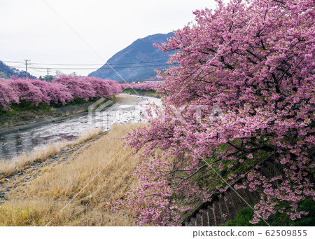 Kawazu Sakura Kawazu Sakura 62509855