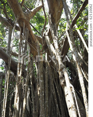 巨型榕樹（沖繩縣國頭郡國神村，大石林山） 62510062