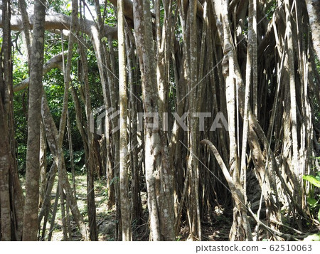 巨型榕樹（沖繩縣國頭郡國神村，大石林山） 62510063