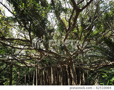 Giant banyan tree (Kunigami-son, Kunigami-gun, Okinawa Prefecture, Oishirinzan) 62510064