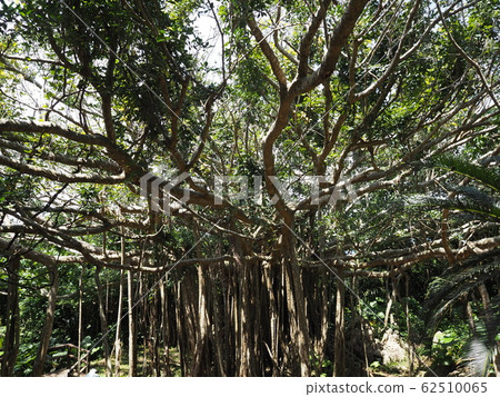 Giant banyan tree (Kunigami-son, Kunigami-gun, Okinawa Prefecture, Oishirinzan) 62510065