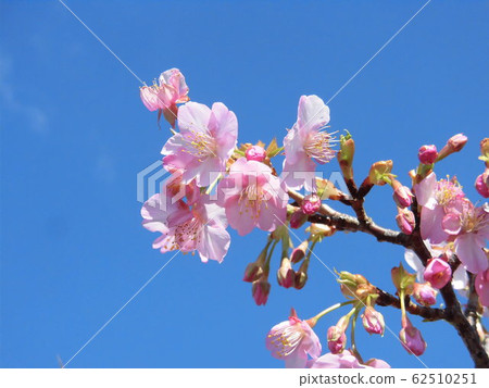 Gardening: Pink Kawazu cherry blossoms and buds up photo against a blue sky background Gardening: Pink Kawazu cherry blossoms and buds up photo against a blue sky background 62510251