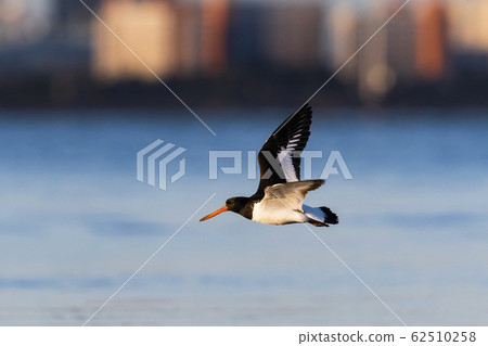 Miyakodori飛行 62510258