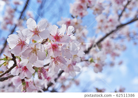 櫻花（Tamanawazakura） 62511386