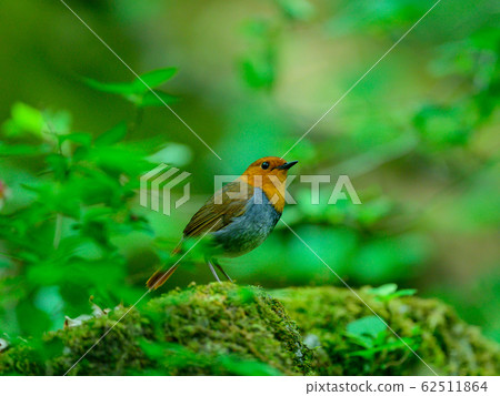 在森林裡的春冠知更鳥 在森林裡的春冠知更鳥 62511864