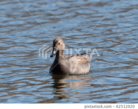 Gadwall 62512020