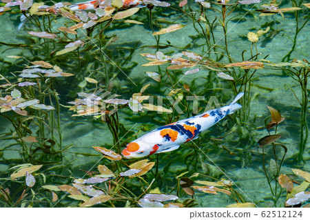 Pond of monet Pond of monet 62512124