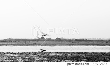White Egret bird flying over lotus lake Nong Harn, Udonthani - Thailand 62512654