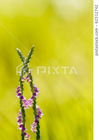 Nejibana的風景 62512742