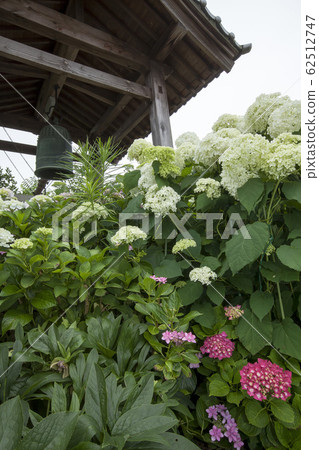 Hydrangea landscape with bell tower Hydrangea landscape with bell tower 62512747