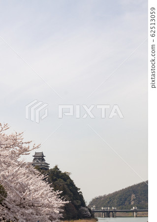 櫻花和犬山城堡 62513059