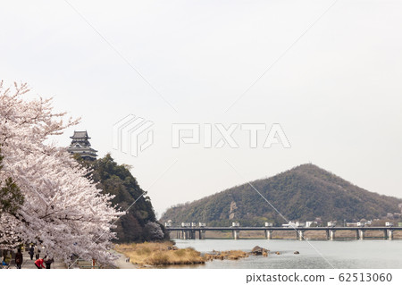 櫻花和犬山城堡 62513060