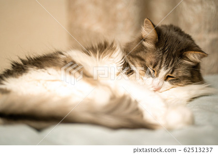 <Cat> Norwegian Forest Cat <Cat> Norwegian Forest Cat 62513237