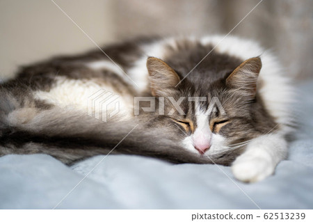 <Cat> Norwegian Forest Cat 62513239