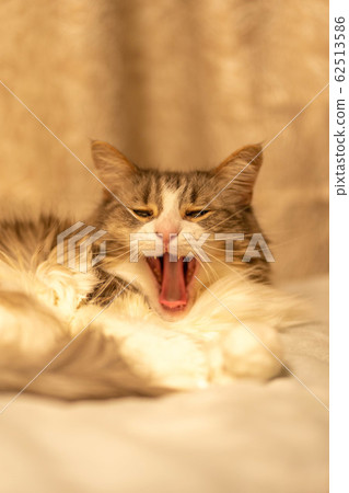 Yawning cat [Norwegian Forest Cat] 62513586