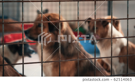 Unwanted and homeless dogs of different breeds in Unwanted and homeless dogs of different breeds in 62514063