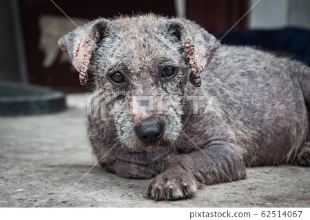 Poor dog with tetter in animal shelter.. Dog in a 62514067