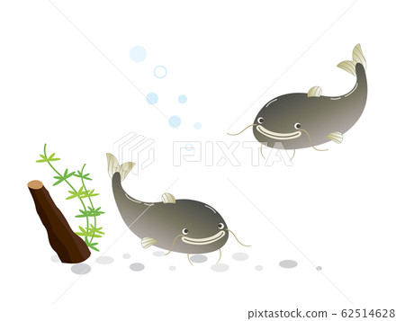 Catfish aquatic Catfish aquatic 62514628