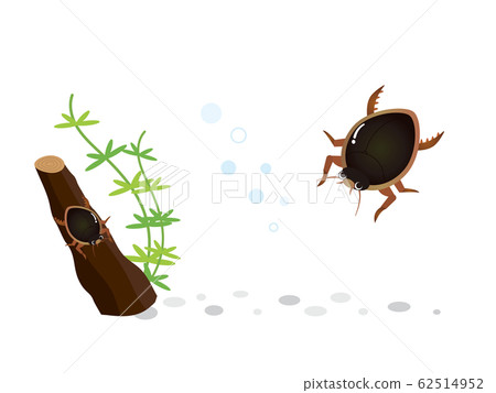 Beetle aquatic insect Beetle aquatic insect 62514952